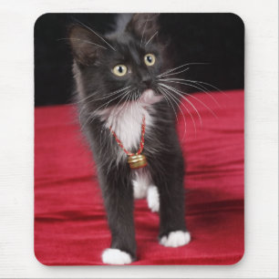Mousepad Gatinho preto e branco de pelo curto, 2 meses e me