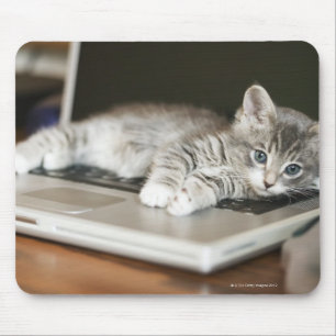 Mousepad Gatinho que descansa no computador portátil