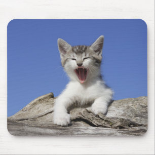 Mousepad Gatinho que encontra-se no registro, bocejando,