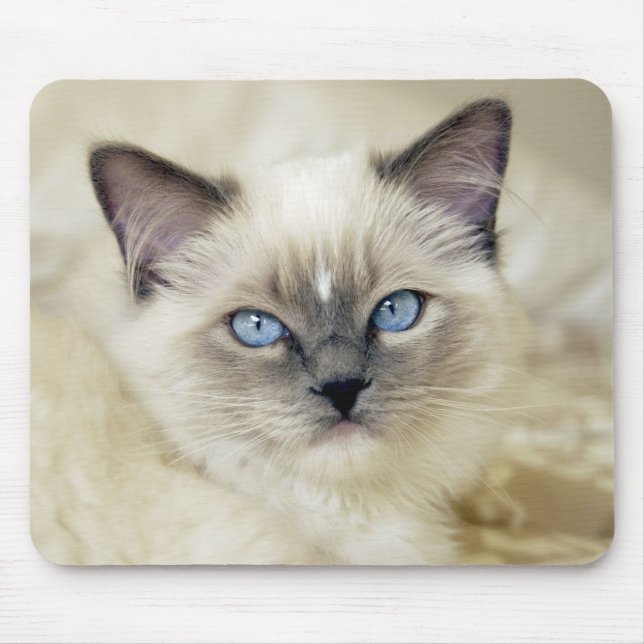 Mousepad Gatinho Ragdoll (Frente)
