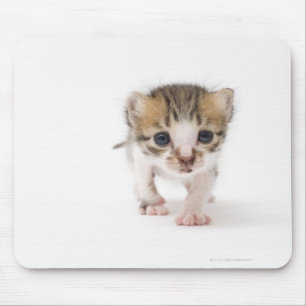 Mousepad Gatinho recém-nascido