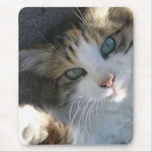 Mousepad Gatinho Reprodutor