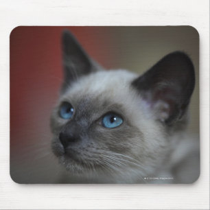 Mousepad Gatinho Siamese