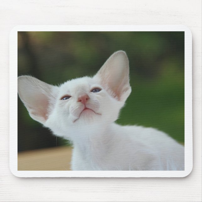 Mousepad Gatinho Siamese (Frente)