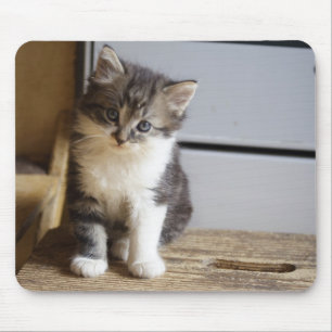 Mousepad Gatinho Tomcat doce