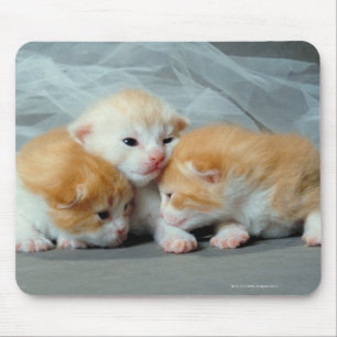 Mousepad Gatinhos alaranjados da pele