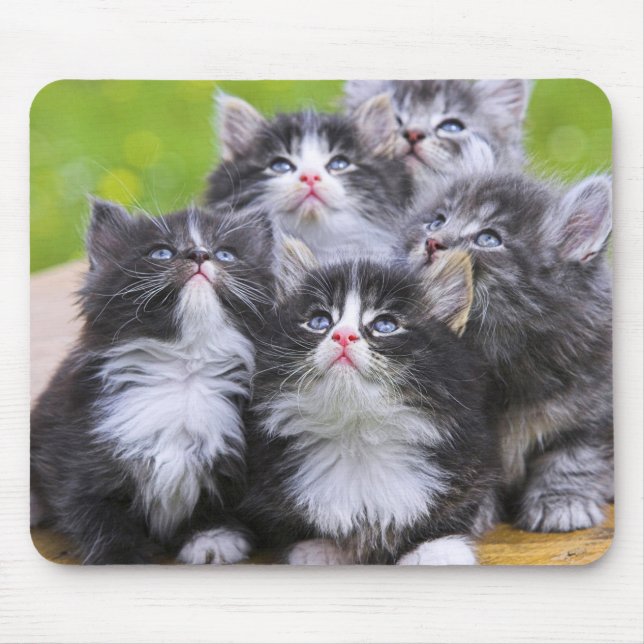 Mousepad Gatinhos Cujos (Frente)