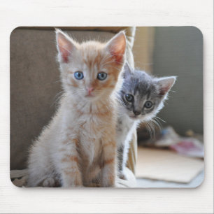 Mousepad Gatinhos curiosos