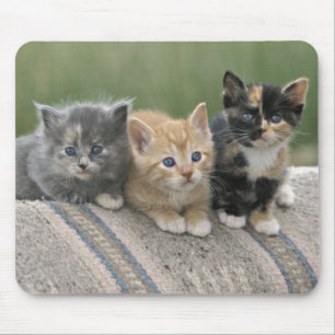 Mousepad Gatinhos de Celeiro em um Cobertor de Cavalo