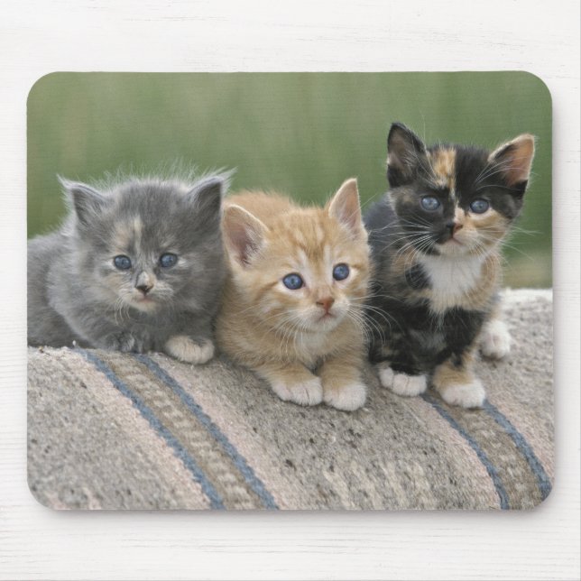 Mousepad Gatinhos de Celeiro em um Cobertor de Cavalo (Frente)