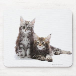 Mousepad Gatinhos do racum de Maine