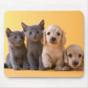 Mousepad Gatinhos do russo e filhotes de cachorro azuis do