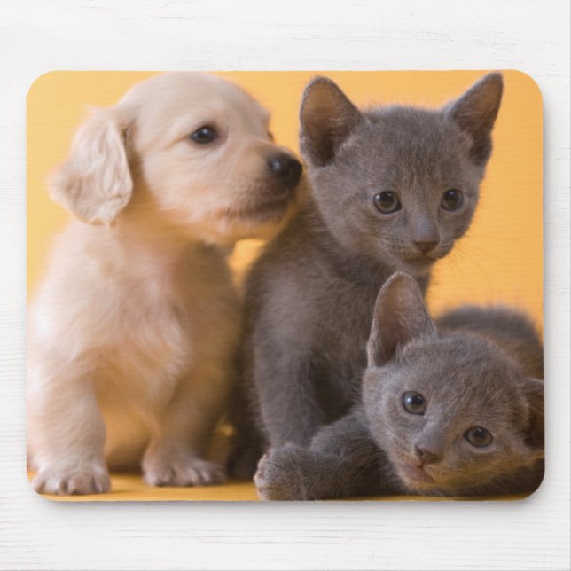 Mousepad Gatinhos do russo & filhotes de cachorro azuis do (Frente)