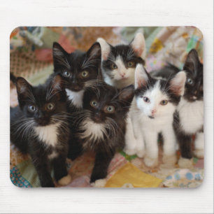 Mousepad Gatinhos do smoking