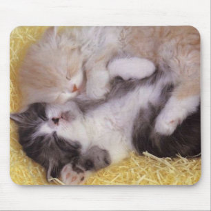 Mousepad Gatinhos do sono