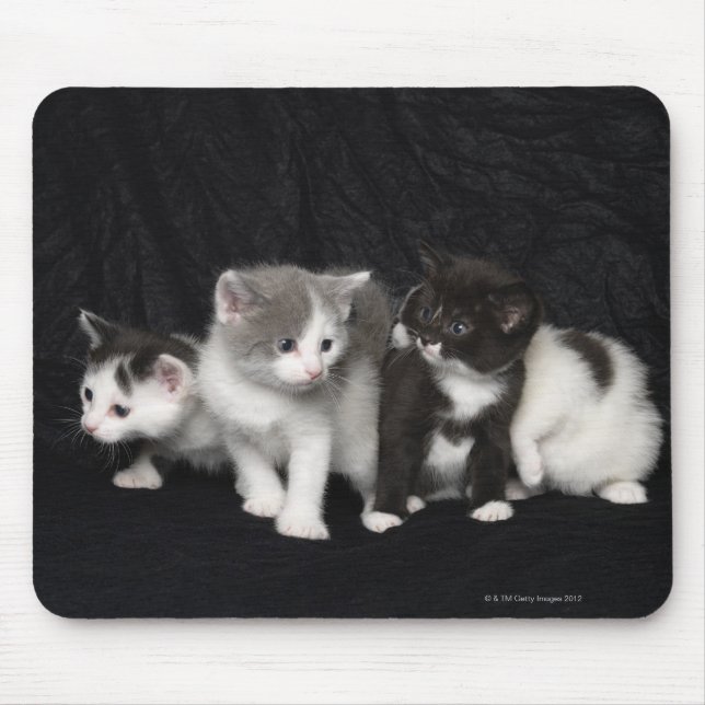 Mousepad Gatinhos em um Studio Shot (Frente)