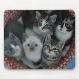 Mousepad Gatinhos em uma cesta