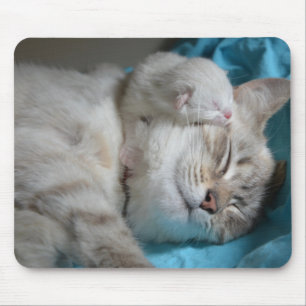 Mousepad Gatinhos mãe e filho