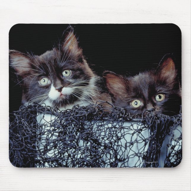 Mousepad Gatinhos no recipiente (Frente)