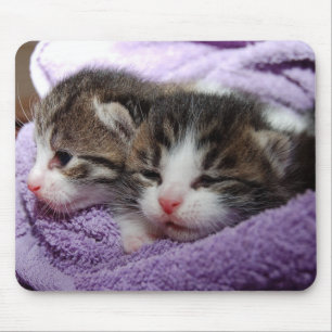 Mousepad Gatinhos sonolentos
