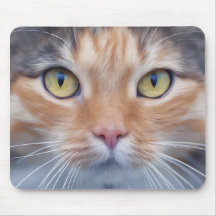 Gato Adorável de Gatinha