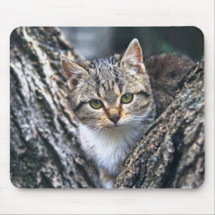 Mousepad gato, animal de estimação, natureza