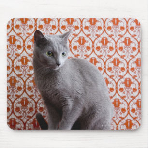 Mousepad Gato (azul do russo) e fundo do papel de parede