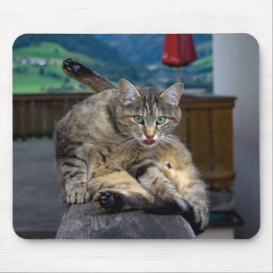 Mousepad Gato Bonito Interrompido Enquanto Ativa