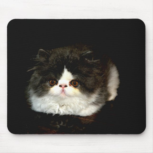Mousepad Gato branco-preto-branco-bonito (Frente)