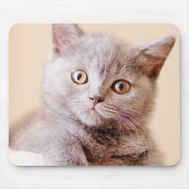 Mousepad Gato britânico bonito de Shorthair (Frente)