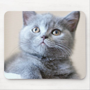 Mousepad Gato britânico cinzento de Shorthair