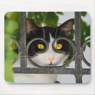 Mousepad Gato curioso com o quadro de espetáculos engraça