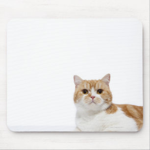 Mousepad Gato da dobra do Scottish