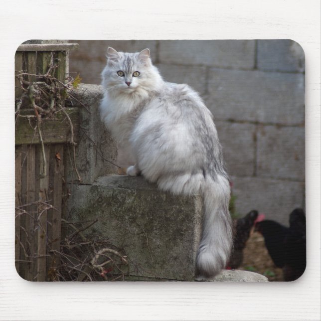 Mousepad Gato de Angora Branca de cinzas (Frente)