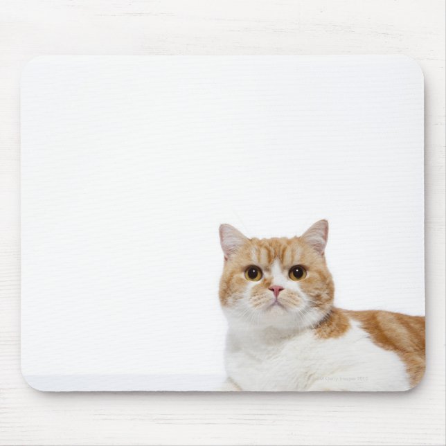 Mousepad Gato de dobra escocesa (Frente)