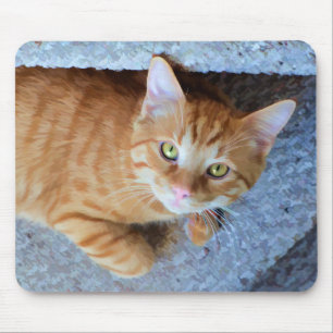 Mousepad Gato de gato malhado alaranjado bonito dos olhos