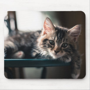 Mousepad Gato de gato malhado masculino novo 2