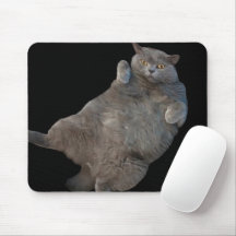 Gato de Gordura Curta Britânica, Deitado nas costa