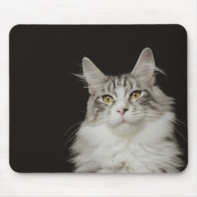 Mousepad Gato de Maine Coon Adulto (Frente)