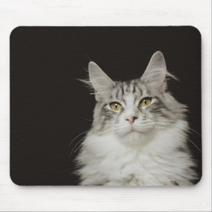 Mousepad Gato de Maine Coon Adulto