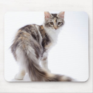 Mousepad Gato de racum de Maine