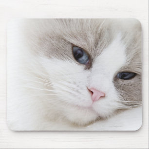 Mousepad Gato de Ragdoll