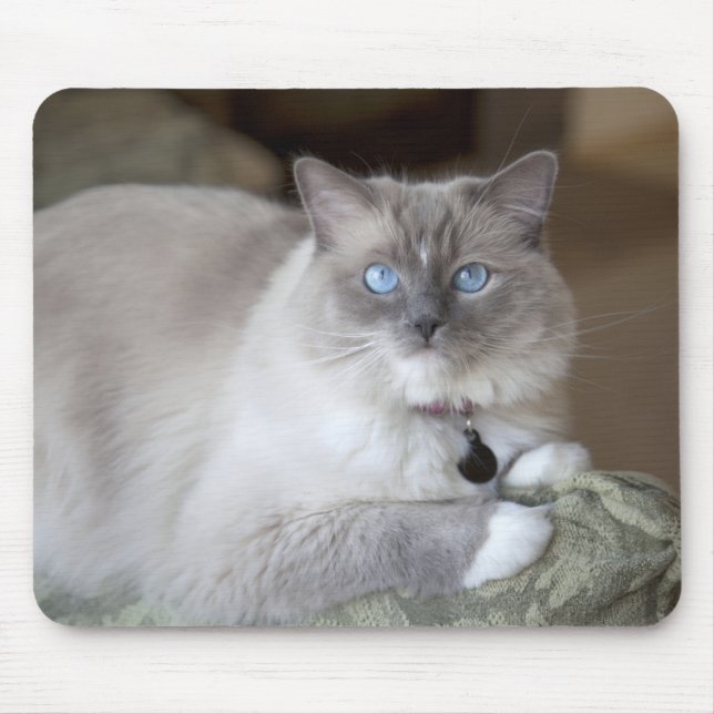Mousepad Gato de Ragdoll feminino (Frente)