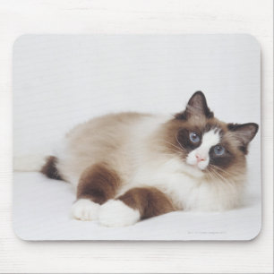 Mousepad Gato de reclinação