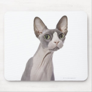 Mousepad Gato de Sphynx com expressão surpreendida