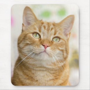 Mousepad Gato de Tabby de Laranja Doce