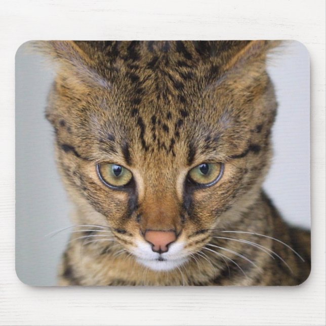 Mousepad Gato do savana (Frente)