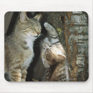 Mousepad Gato e gatinho pela árvore