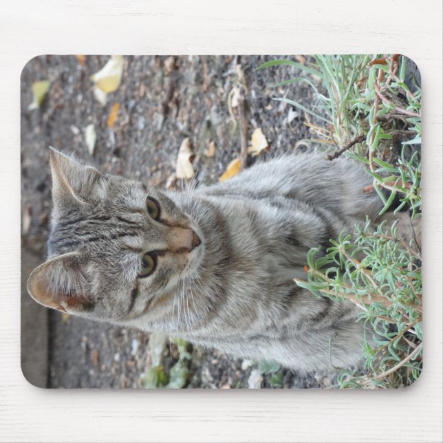 Mousepad Gato Engraçado (Frente)