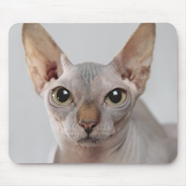 Mousepad Gato esfinho de estimação bonitinho sem cabelo eng (Frente)